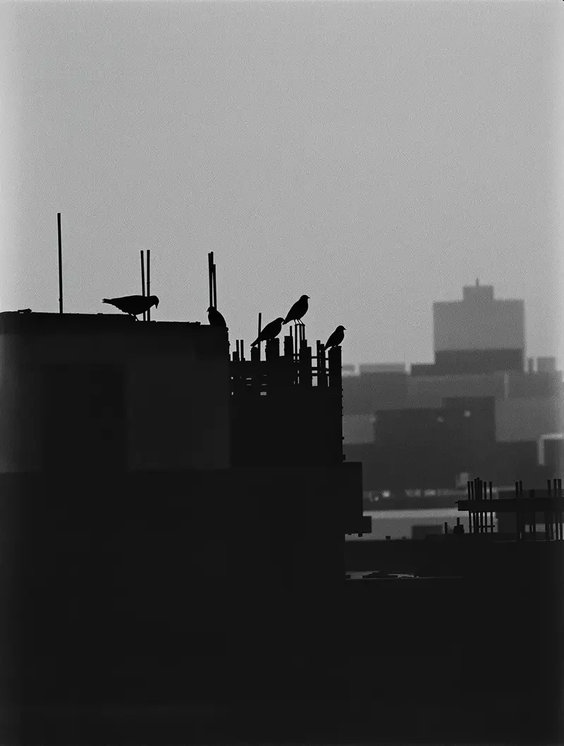 郊区的鸟